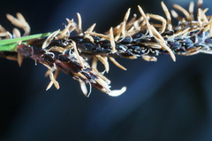 Carex melanostachya