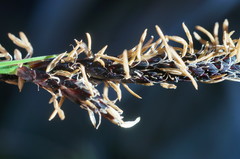 Carex melanostachya