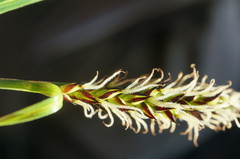 Carex melanostachya