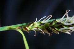 Carex melanostachya