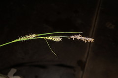 Carex melanostachya