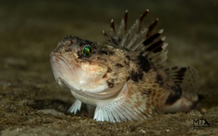 Maxillicosta scabriceps