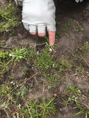 Plagiobothrys chorisianus chorisianus