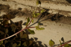 Stellaria apetala