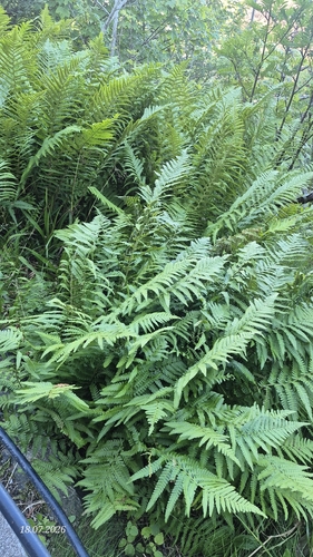 male fern
