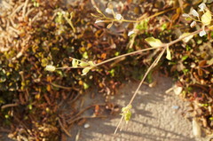 Stellaria apetala