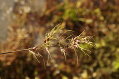 Poa bulbosa