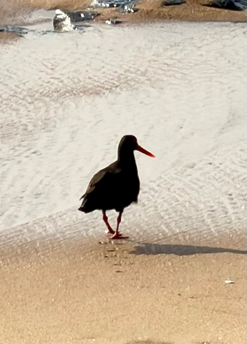 iNaturalist image