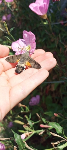 Eurasian Hummingbird Hawkmoth
