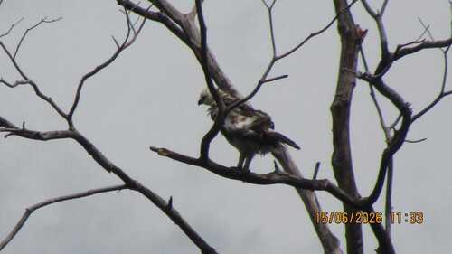 Nisaetus cirrhatus