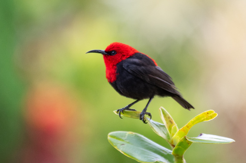 Cardinal Myzomela (Myzomela cardinalis), photo 5