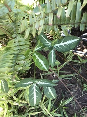 Syngonium erythrophyllum