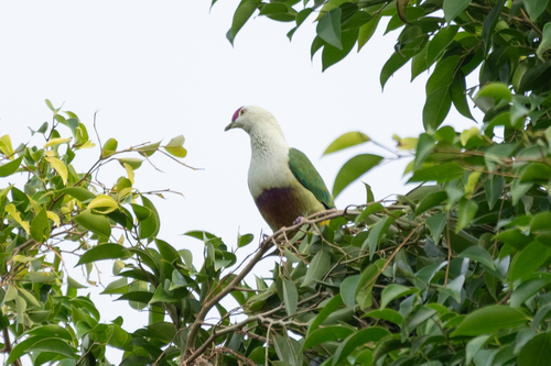 Crimson-crowned Fruit Dove (Ptilinopus porphyraceus), photo 9