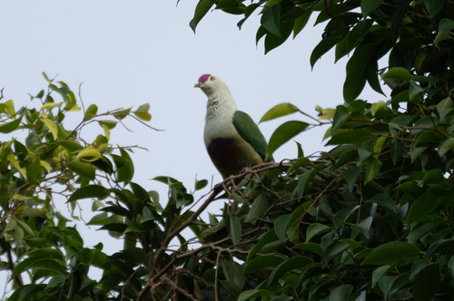 Crimson-crowned Fruit Dove (Ptilinopus porphyraceus), photo 10