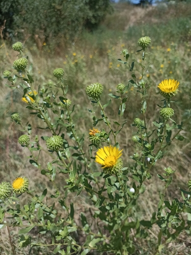 Curlycup Gumweed
