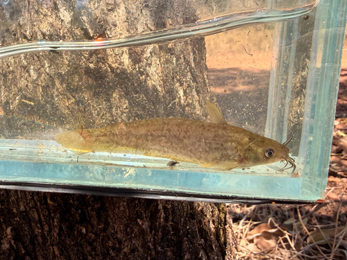 Rendahl's catfish (Porochilus rendahli) — Plotosidae
