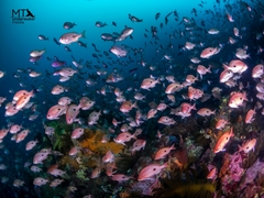 Caesioperca lepidoptera