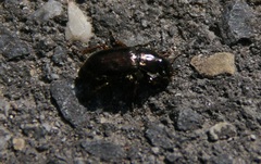 Coleoptera