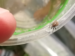 Glocianus