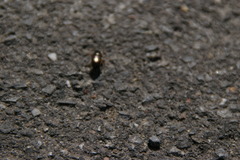Coleoptera