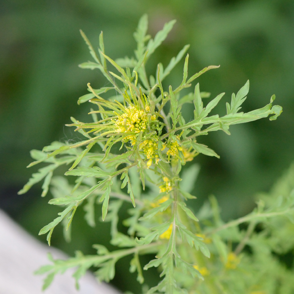 Northern tansymustard (Descurainia sophioides)