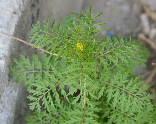 Northern tansymustard (Descurainia sophioides)