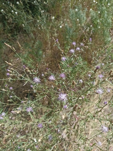 diffuse knapweed