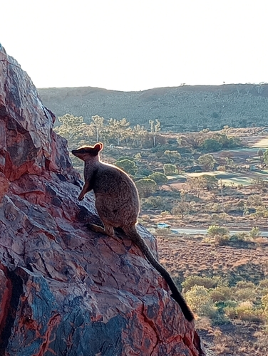 Rothschild's Rock Wallaby
