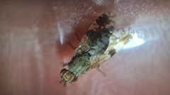 Tephritis formosa