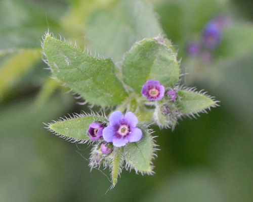 Asperugo procumbens, photograph 3