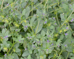 Asperugo procumbens, photograph (c) Fyodor Pudovikov, some rights reserved (CC BY)