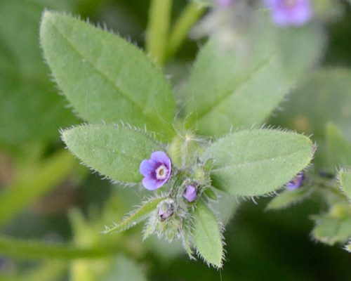 Asperugo procumbens, photograph 5