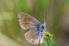 Echinargus