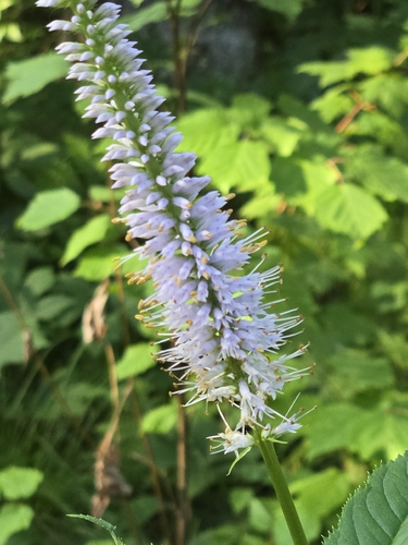 Veronicastrum sibiricum, photograph 2