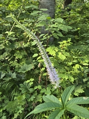 Veronicastrum sibiricum, photograph (c) 賴碧珠, some rights reserved (CC BY)