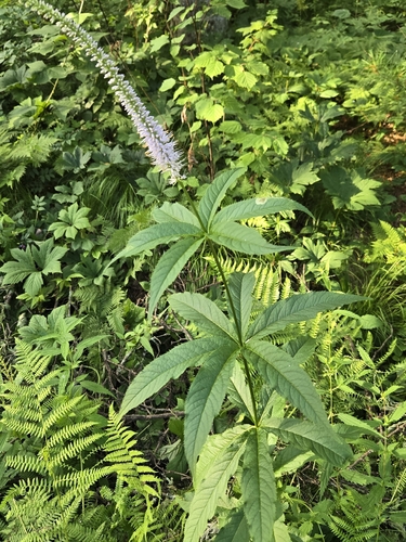 Veronicastrum sibiricum, photograph 4
