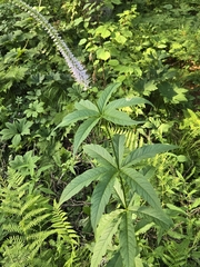 Veronicastrum sibiricum, photograph (c) 賴碧珠, some rights reserved (CC BY)