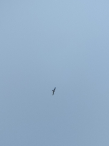 Western Marsh Harrier