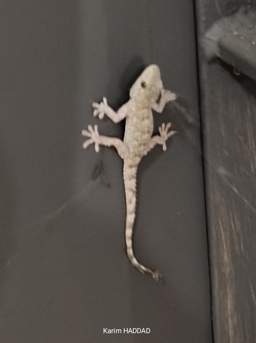 Moorish Gecko