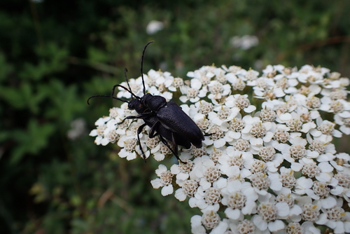 large black longhorn beetle