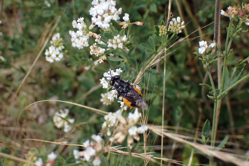 Odontomyia flavissima