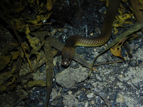 Yellow-naped Snake, Furina barnardi