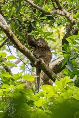 Sulawesi Bear Cuscus photo 3