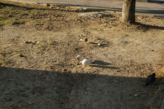 Columba livia domestica