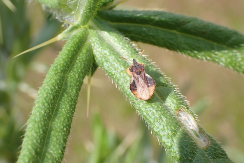 Phymata crassipes