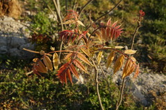 Ailanthus altissima
