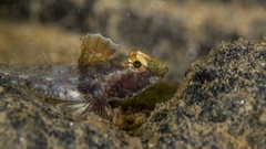 Nesogobius pulchellus