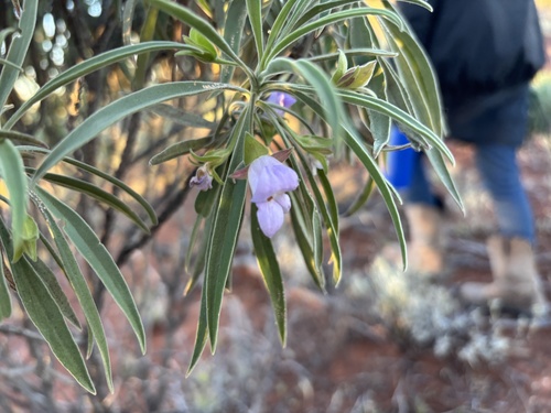 Limestone Fuchsia