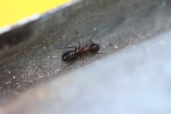 Camponotus clarithorax