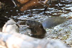 Lontra canadensis image
